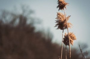 What Are the Different Types of Cannabis Flowers