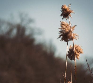 What Are the Different Types of Cannabis Flowers