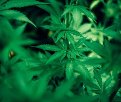 Digital Marketing for Weed Dispensaries