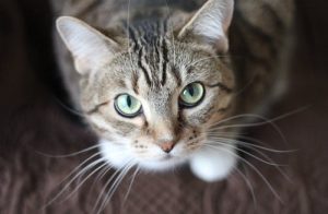Bringing Home a New Puppy or Kitten: Essential Care Tips and FAQs