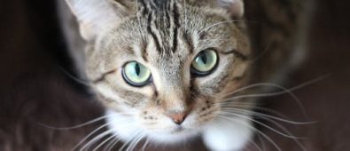 Bringing Home a New Puppy or Kitten: Essential Care Tips and FAQs