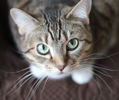 Bringing Home a New Puppy or Kitten: Essential Care Tips and FAQs