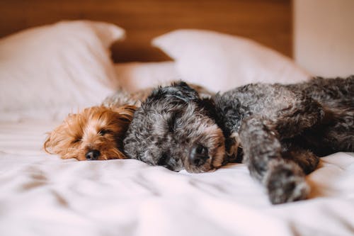 What Sets Professional Dog Training Apart From DIY Techniques?
