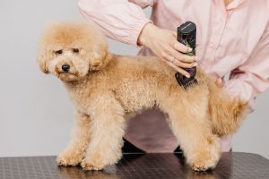 Read more about the article What Kinds of Services Are Offered by Mobile Pet Groomers?