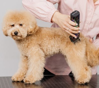 What Kinds of Services Are Offered by Mobile Pet Groomers?